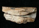 Tyrannosaurid Tooth Fragment - Montana #15219-2